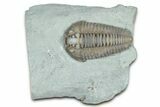 Prone Flexicalymene Trilobite - Mt Orab, Ohio #375317-1